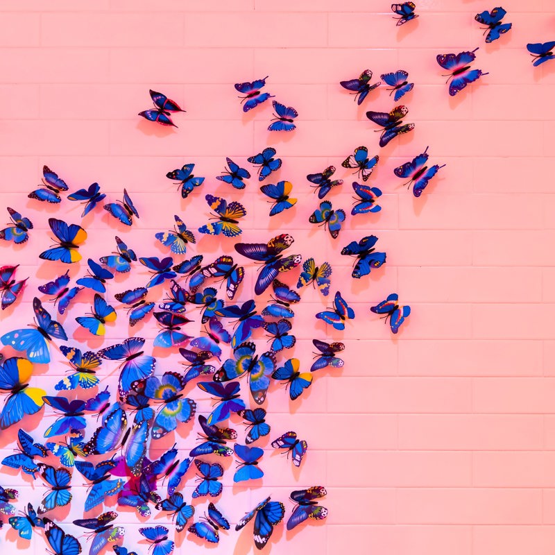 Wedding Ceremony Celebrant - Butterfly Release