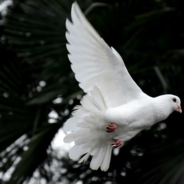 Dove Release Ceremony